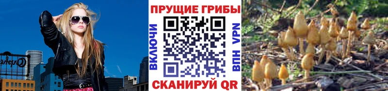 Купить закладки  Шахунья  Псилоцибиновые грибы Magic Shrooms 